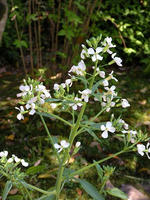 s-DSCN5511.jpg