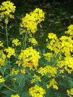 s-DSCN5513.jpg