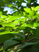 s-DSCN5527.jpg