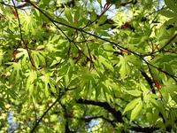 s-DSCN5562.jpg