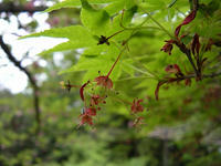 s-DSCN5591.jpg