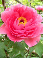 s-DSCN5595.jpg