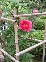 s-DSCN5596.jpg