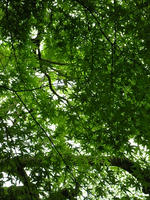 s-DSCN5617.jpg