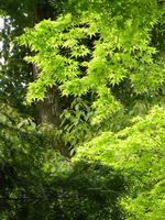 s-DSCN5620.jpg
