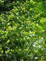 s-DSCN5621.jpg