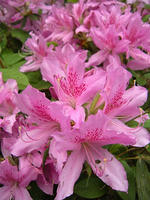 s-DSCN5721.jpg