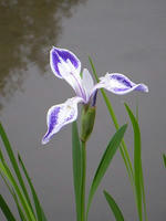 s-DSCN5741.jpg