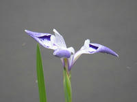s-DSCN5742.jpg