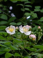 s-DSCN5817.jpg