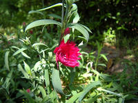 s-DSCN5831.jpg