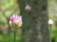 s-DSCN5853.jpg