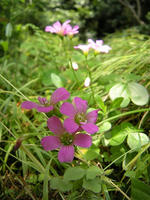 s-DSCN5883.jpg