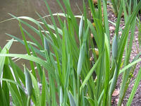 s-DSCN5910.jpg