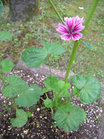s-DSCN5917.jpg
