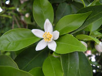 s-DSCN5923.jpg