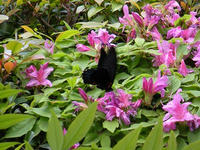 s-DSCN5900.jpg
