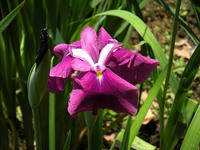 s-DSCN6016.jpg