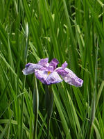 s-DSCN6095.jpg