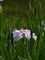 s-DSCN6096.jpg
