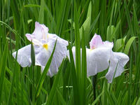 s-DSCN6098.jpg
