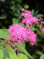 s-DSCN6123.jpg