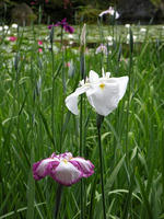 s-DSCN6136.jpg