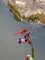 s-DSCN6172.jpg