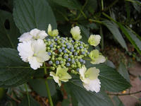 s-DSCN6197.jpg