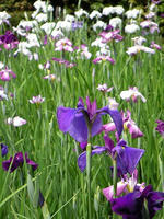s-DSCN6211.jpg