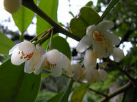 s-DSCN6259.jpg