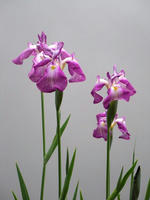 s-DSCN6262.jpg