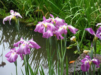 s-DSCN6263.jpg