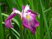 s-DSCN6273.jpg