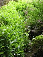 s-DSCN6278.jpg