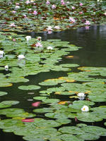 s-DSCN6300.jpg