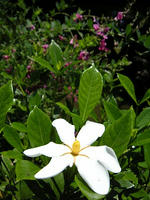 s-DSCN6308.jpg
