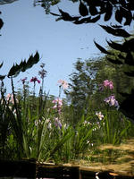 s-DSCN6310.jpg