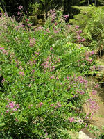 s-DSCN6321.jpg