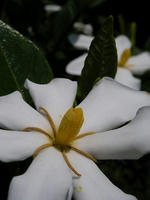s-DSCN6336.jpg