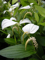 s-DSCN6353.jpg