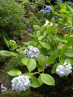 s-DSCN6363.jpg