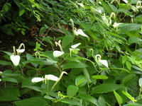 s-DSCN6394.jpg