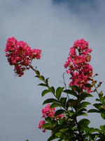 s-DSCN6547.jpg