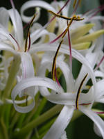 s-DSCN6576.jpg