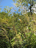 s-DSCN6617.jpg