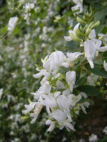 s-DSCN6663.jpg