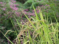 s-DSCN6670.jpg