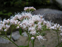 s-DSCN6676.jpg
