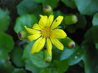 s-DSCN6706.jpg